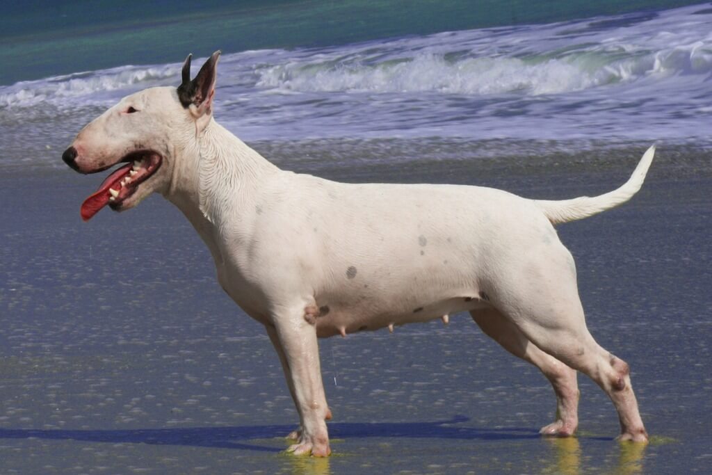 big white dog: American Pit Bull Terrier