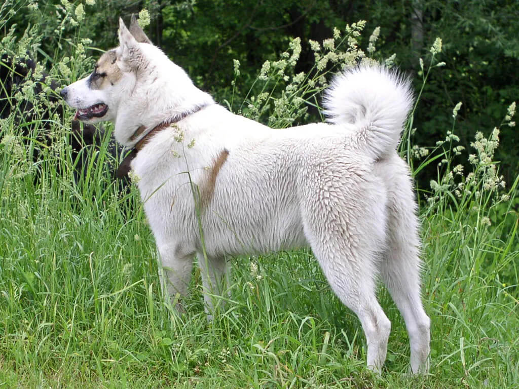 big white dog breed:East Siberian Laika