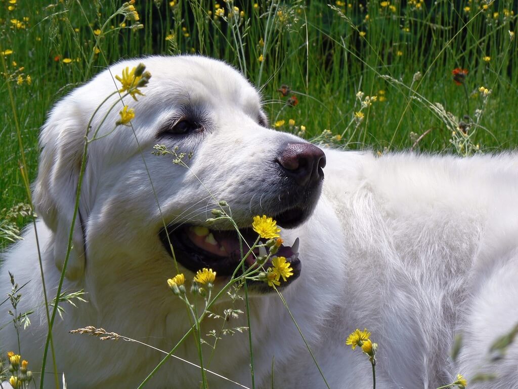 big white dog breed: Tatra