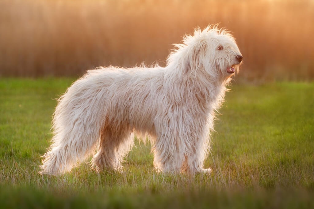big white dog breed: Ukrainian Shepherd Dog