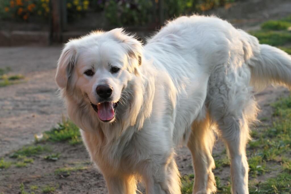 big white dog breed: Slovensky Cuvac