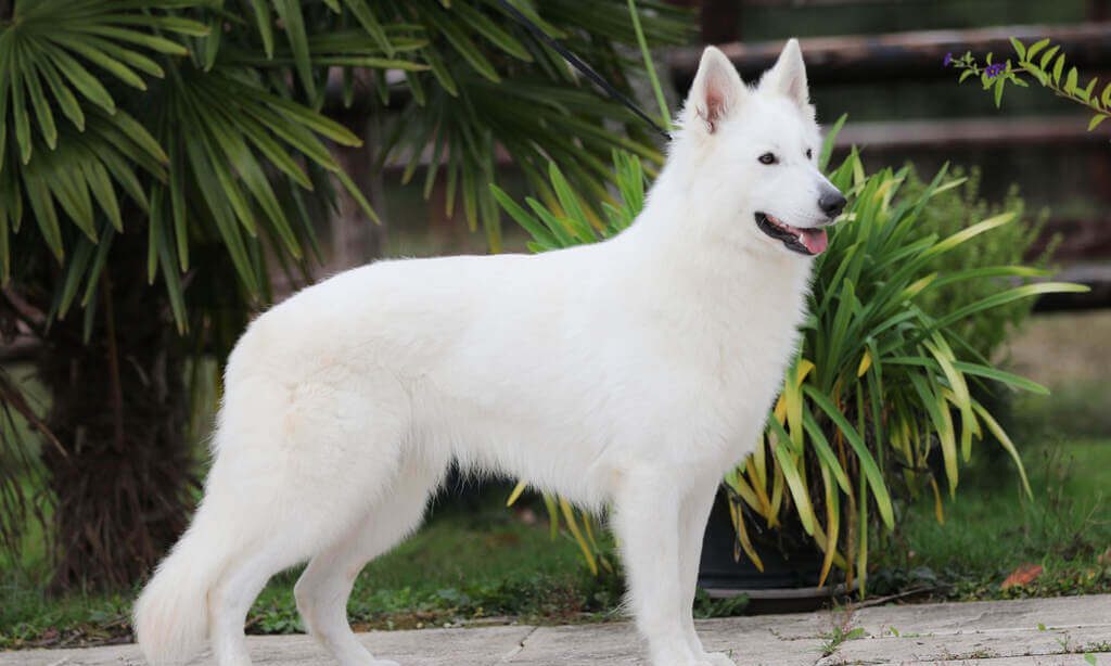big white fluffy dog: Berger Blanc Suisse