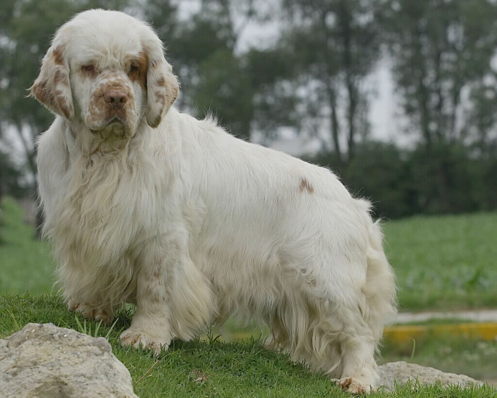 big white fluffy dog: Clumber Spaniel