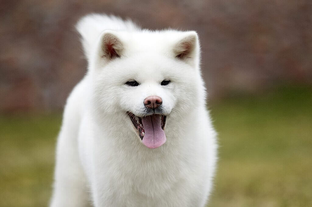 big white fluffy dog:  Akita Inu