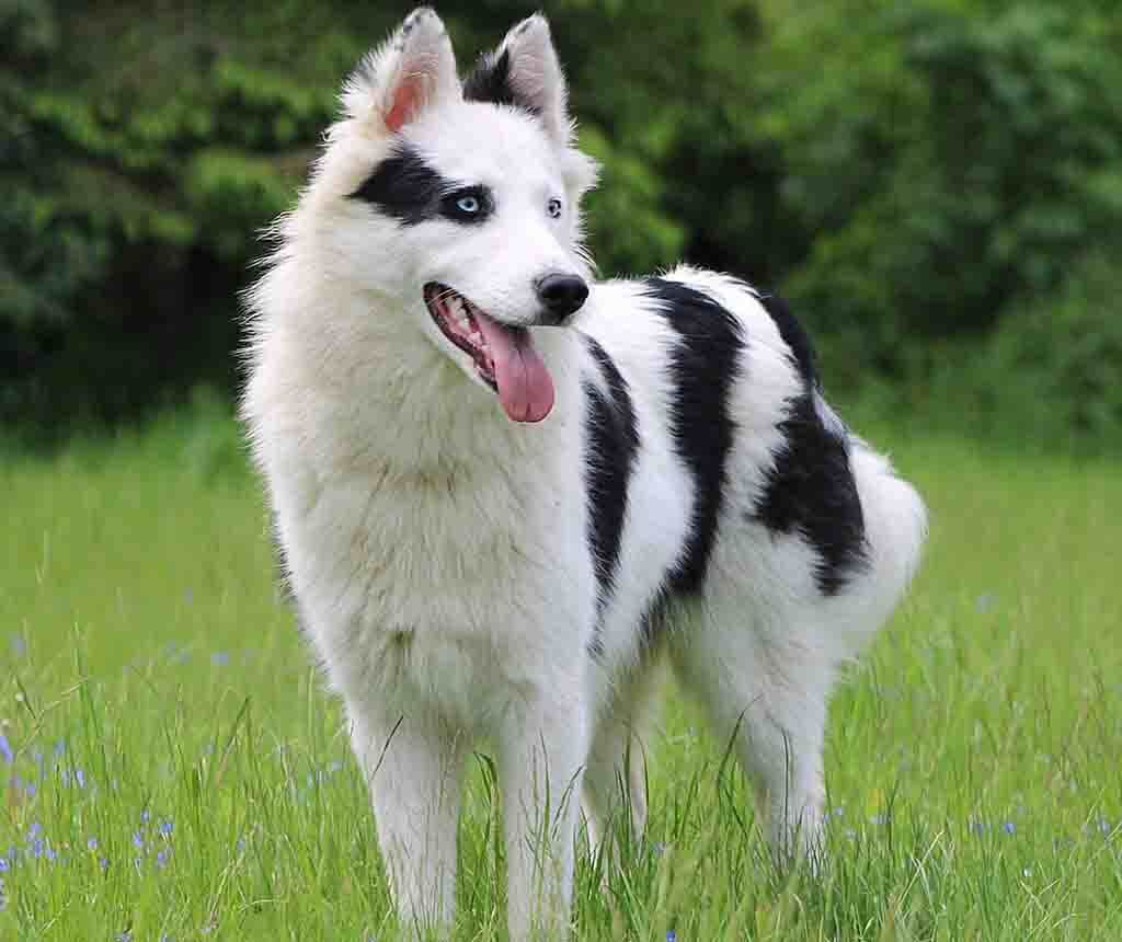 big white fluffy dog:Yakutian Laika