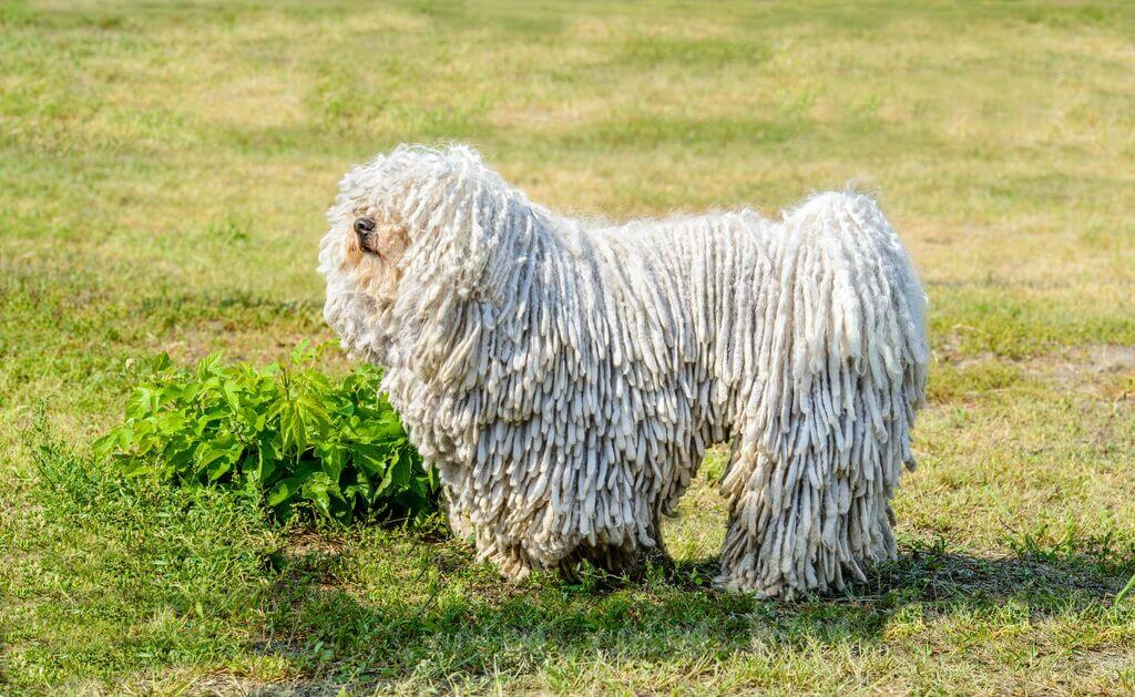big white fluffy dog: komondor