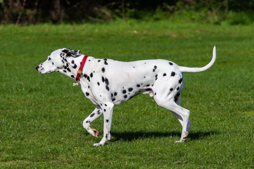 big white fluffy dog: Dalmatian