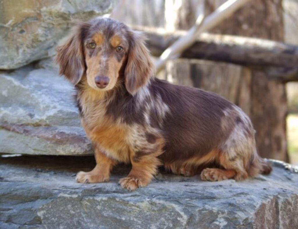 Long haired double dapple dachshund best sale