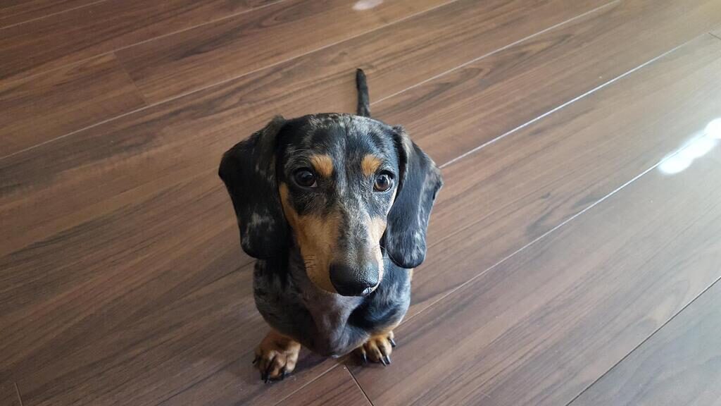 dapple dachshund