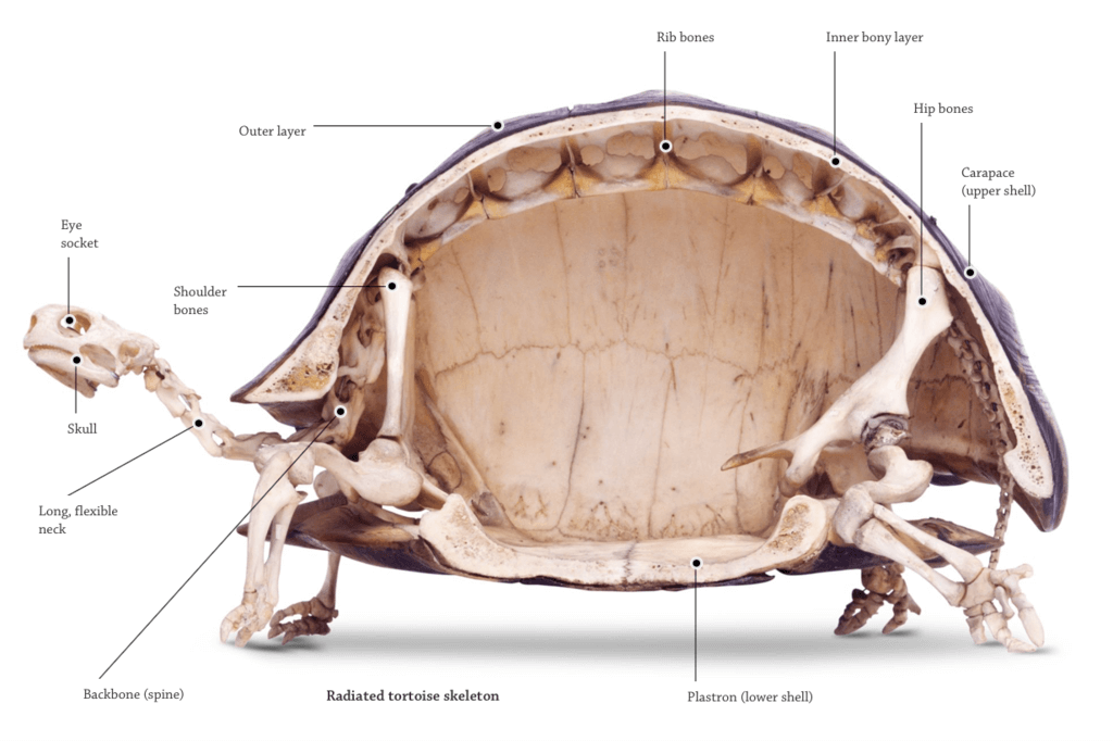 turtle without shell