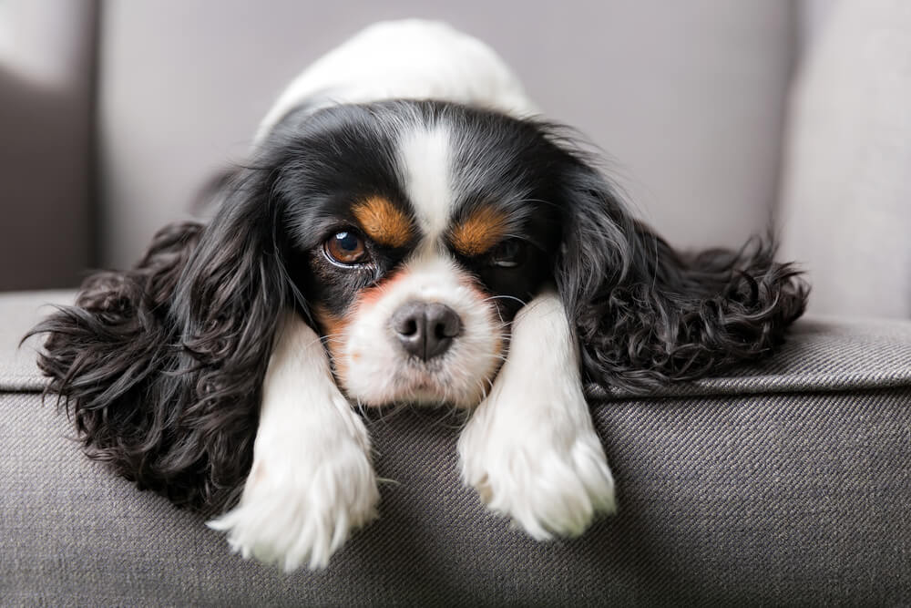 Characteristics and Temperament of Cavalier King Charles Spaniel