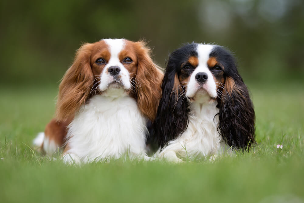 Coat and color of Cavalier King Charles Spaniel