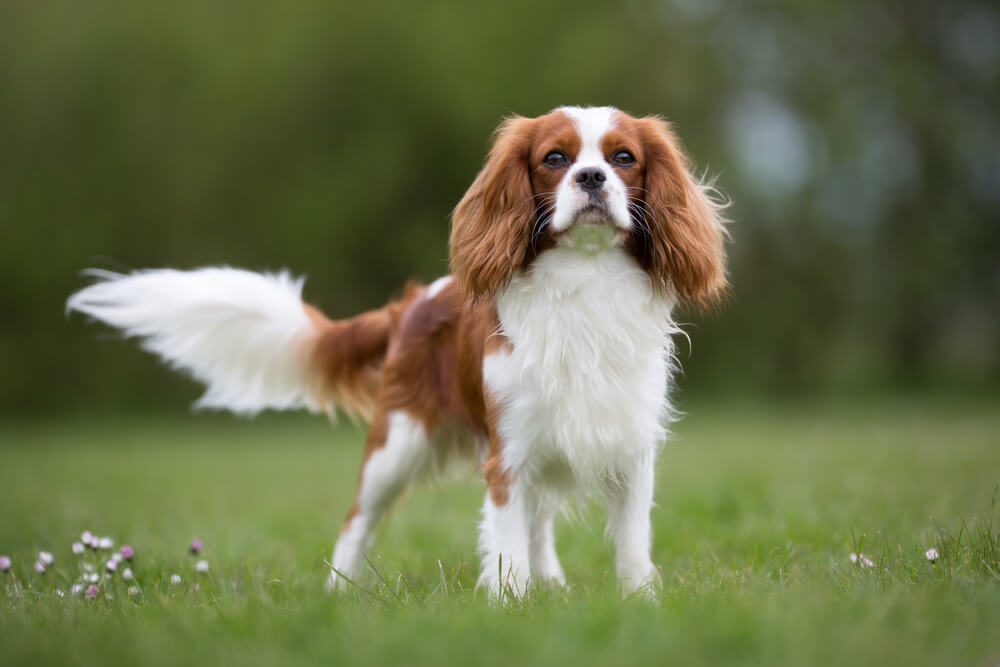 Health and Nutrition of Cavalier King Charles Spaniel