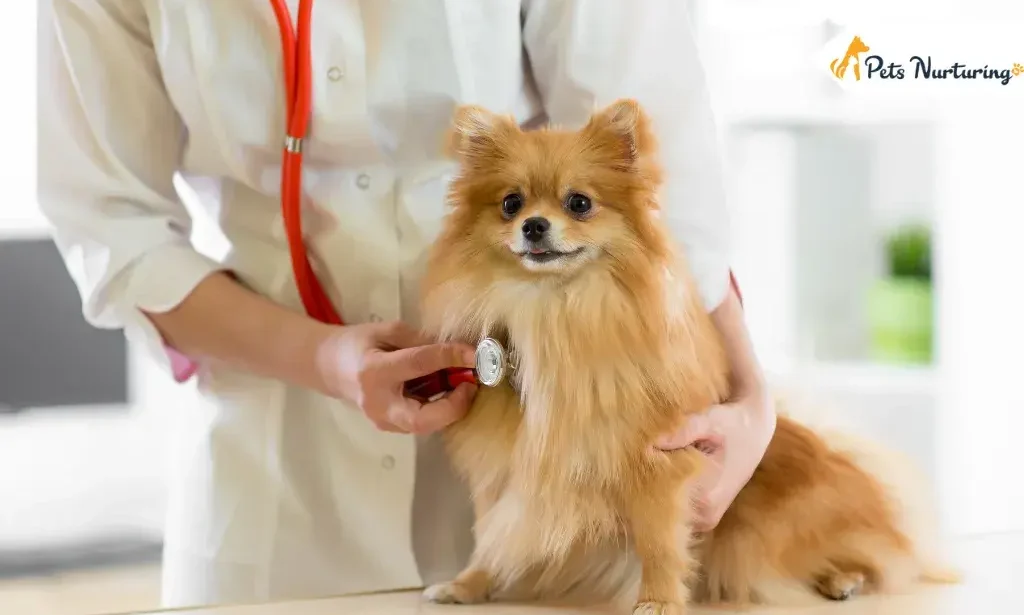 Heart Murmur in Dog