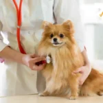 Heart Murmur in Dog