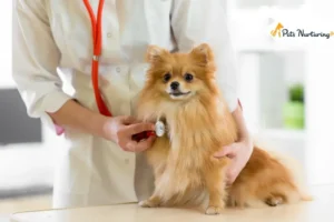 Heart Murmur in Dog