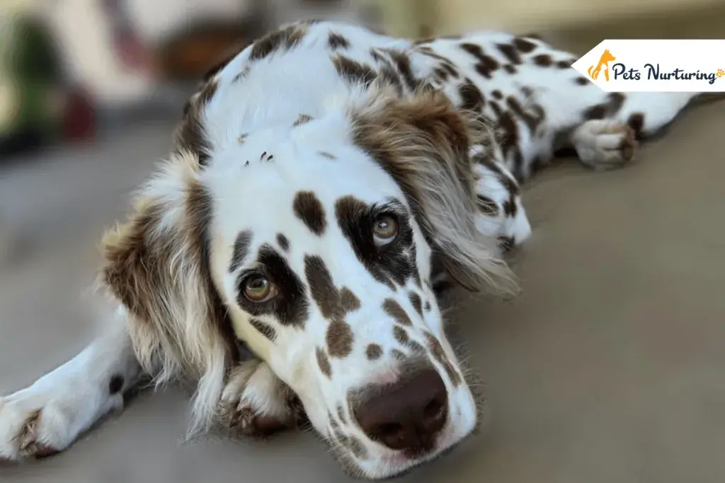 Long Haired Dalmatians