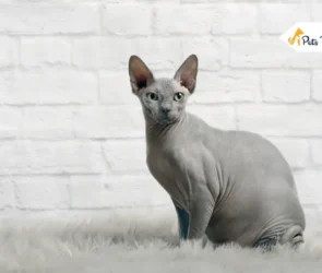 Sphynx Cat Breeds