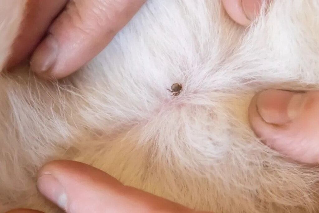 dried dead tick on dog : What Is a Tick?