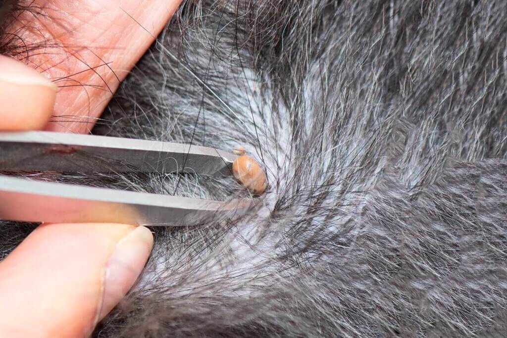 Tick Diseases In Dogs