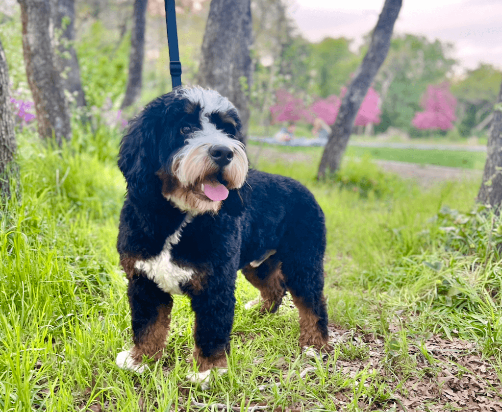 Which Bernedoodle Size is Ideal for You