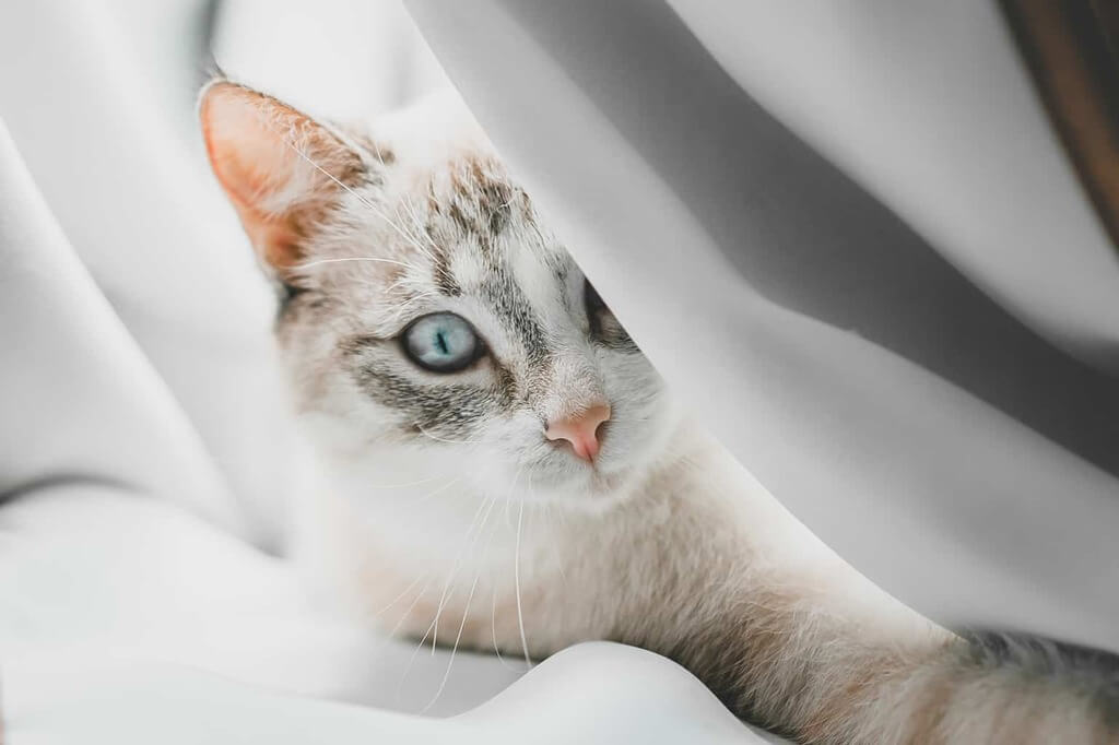 Unknown Facts About Lynx Point Siamese