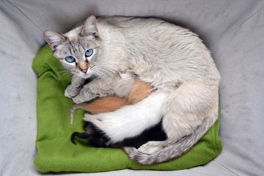 Average Lifespan and Health Issues of Lynx Point Siamese