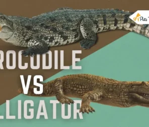 Alligator Vs Crocodiles