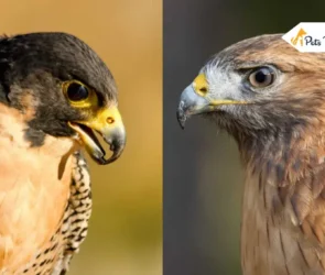 Falcon Vs Hawks