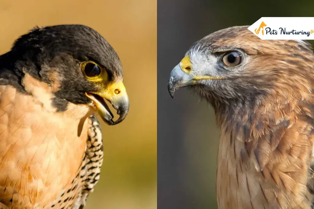 Falcon Vs Hawks