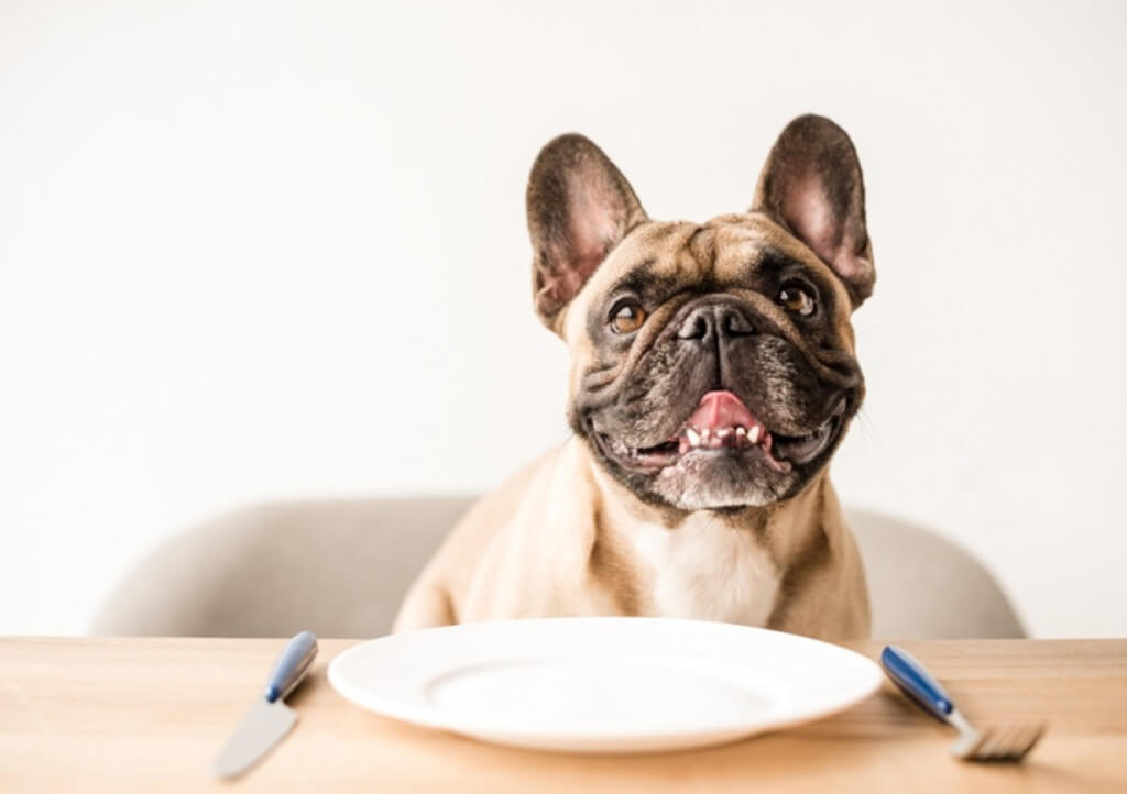 What To Feed Your Dog?
