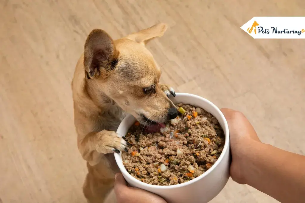 Homemade Dog Food Recipe