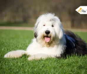 Old English Sheepdog Dogs