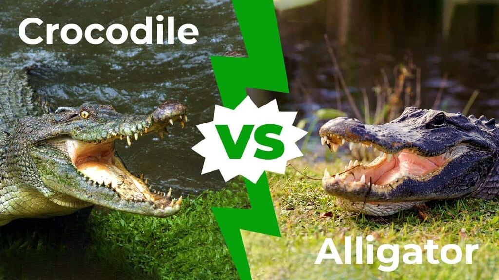 Comparison Between Crocodile vs Alligator