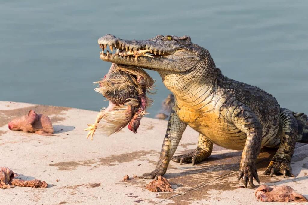 Alligator vs Crocodile : Eating Habits