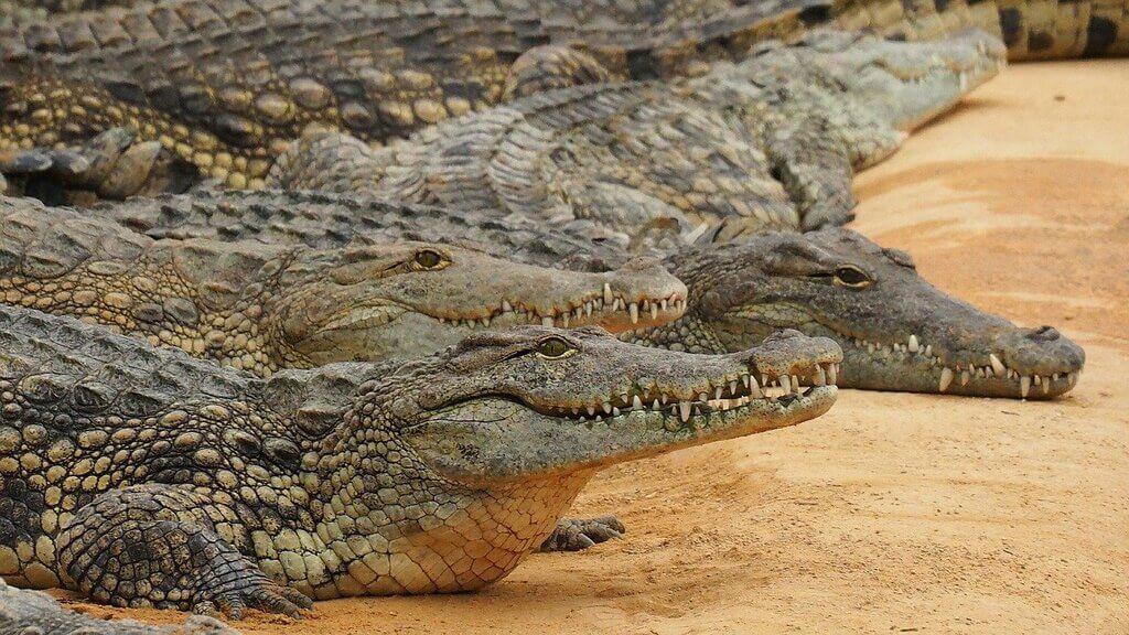 Alligator vs Crocodile : Skin Texture