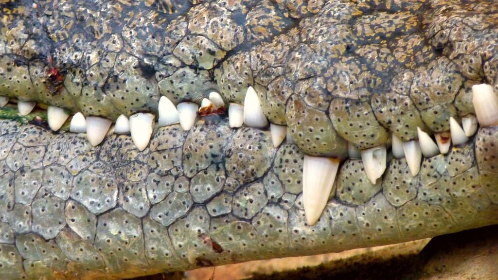 Crocodile vs Alligator : Who Wins in a Fight?