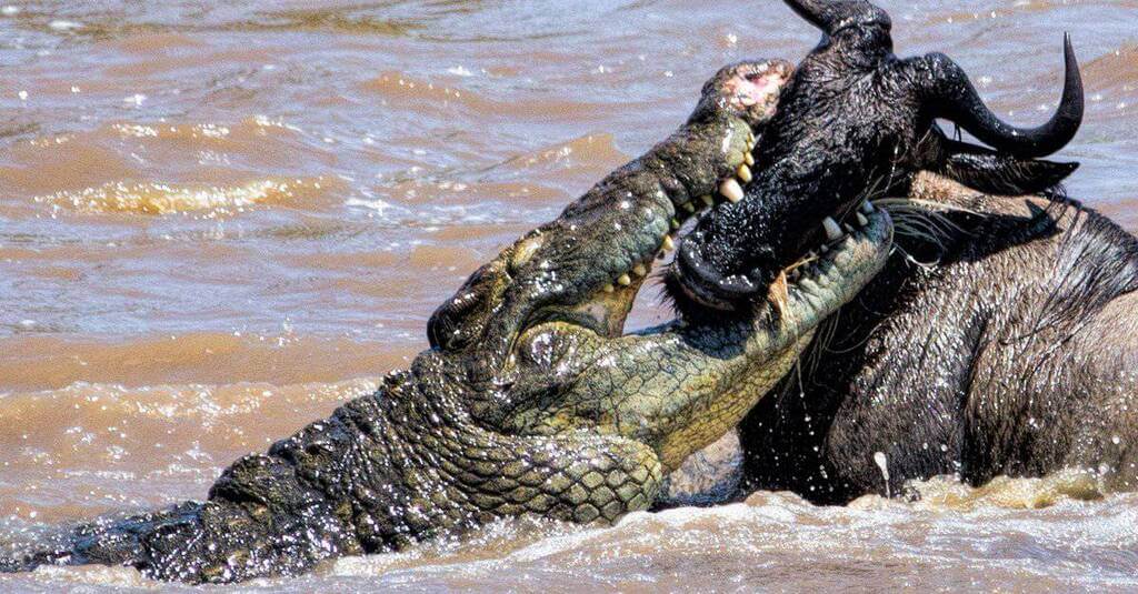 Alligator vs Crocodile : Predators