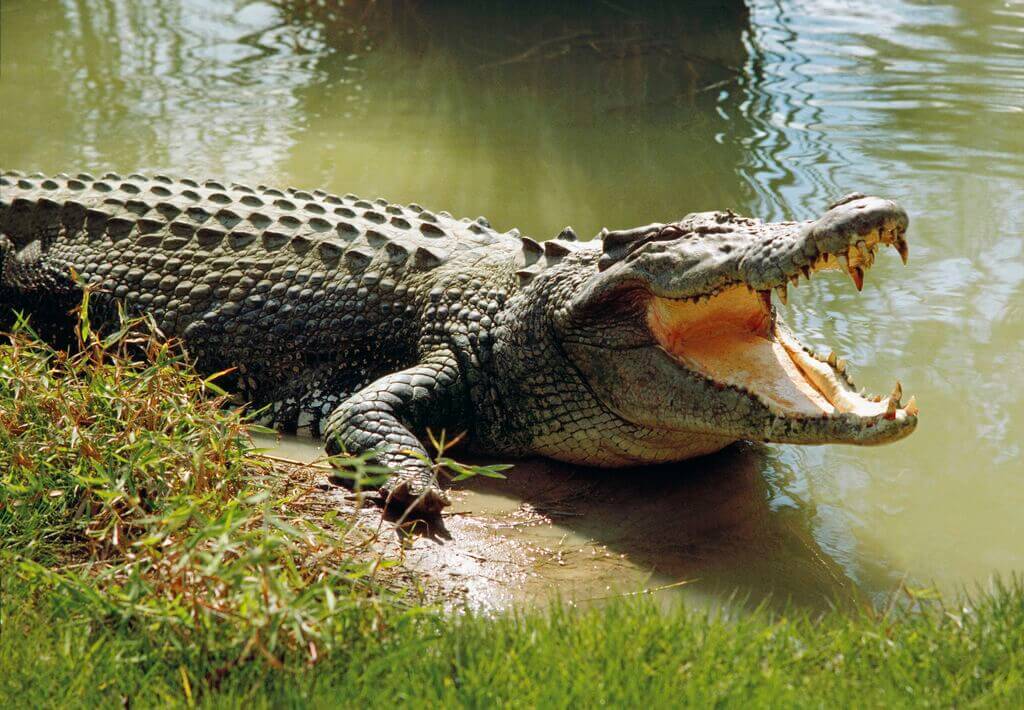 Alligator vs Crocodile : Coloring