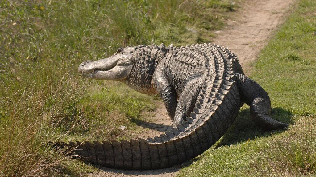 Alligator vs Crocodile : Location