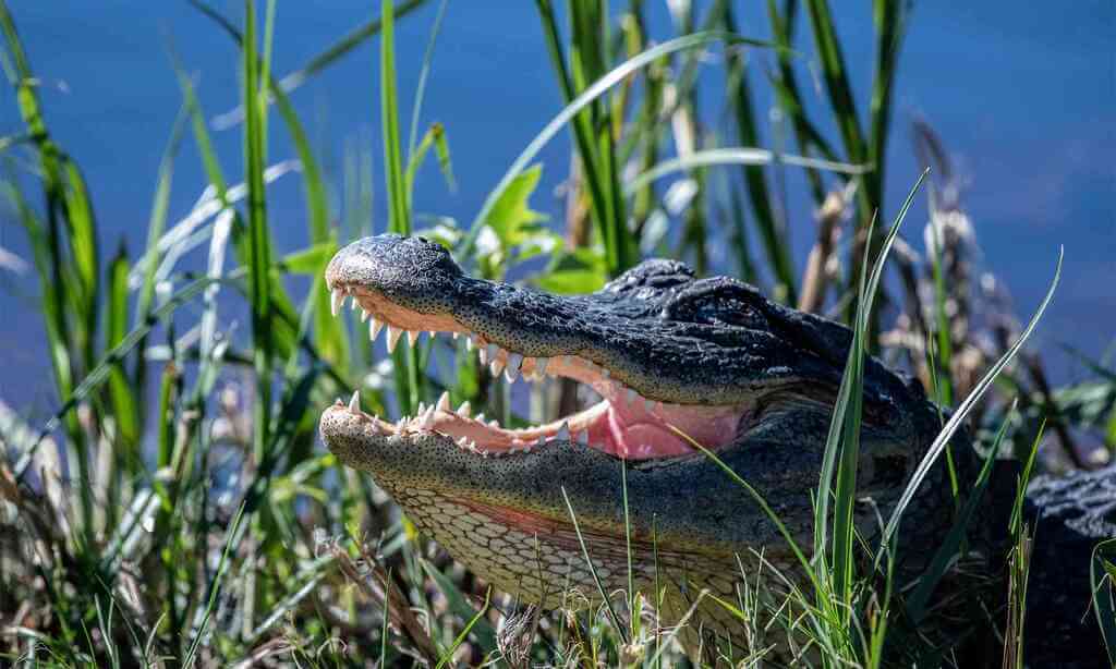 Key Differences Between Alligators and Crocodiles