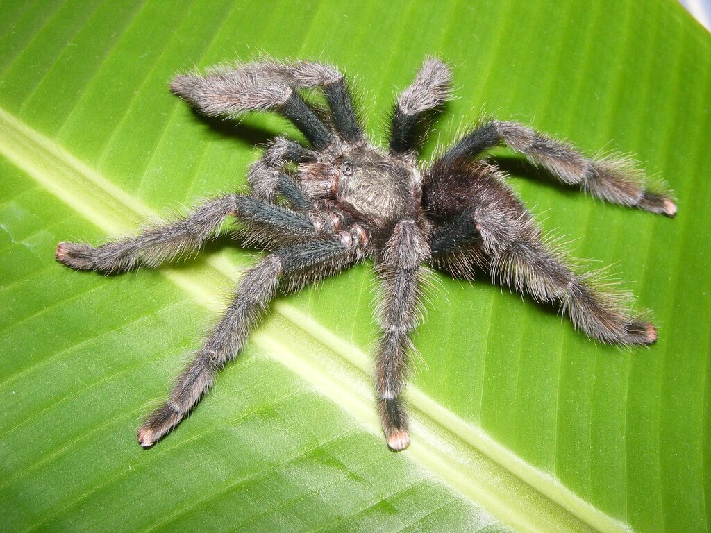 Are Pink Toe Tarantulas Suitable For You?