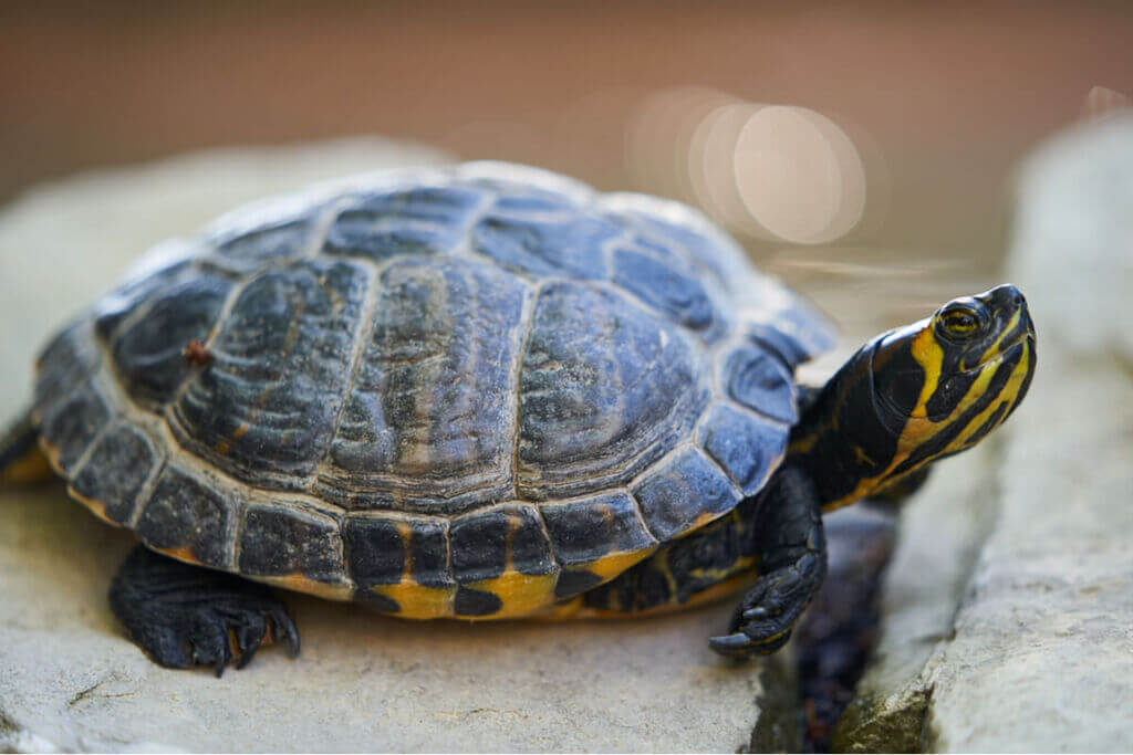 yellow belly turtle