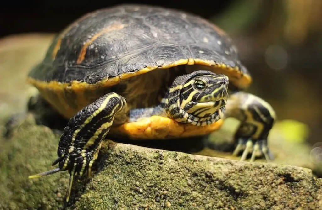 yellow belly turtle