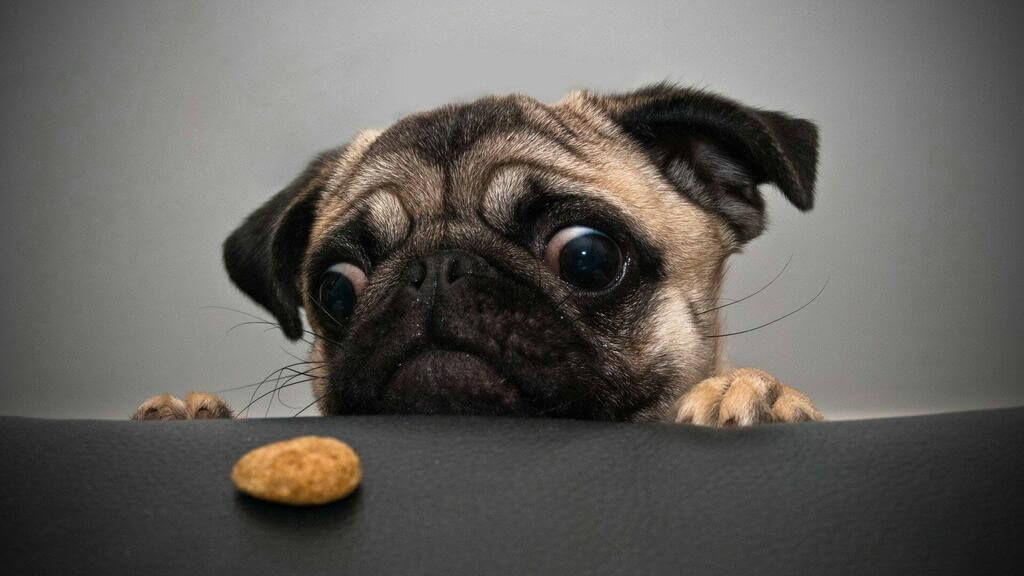 What are the Reasons to Avoid Chicken Nuggets for Your Dog?
