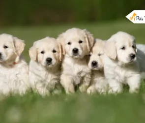 Golden Retriever Puppy