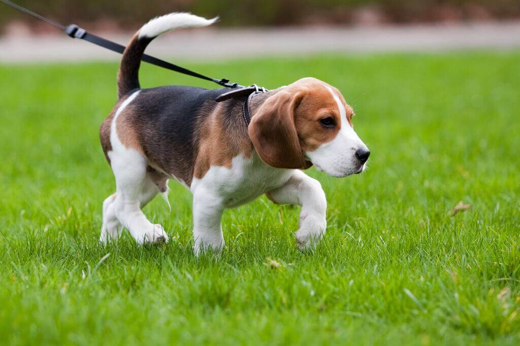 When Do Puppies Start Walking?