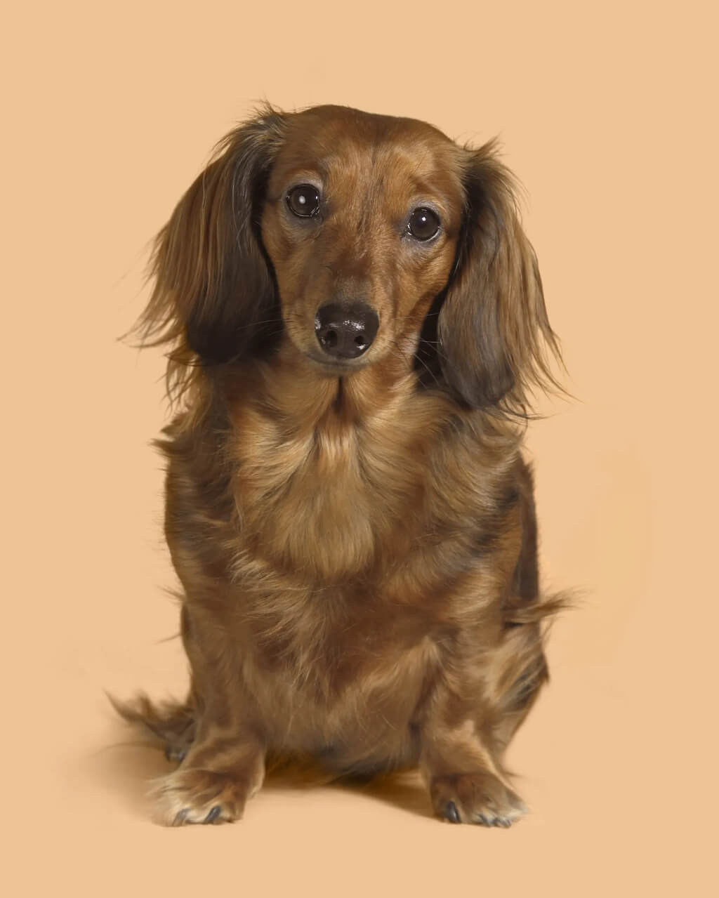 Long Haired Dachshund Appearance