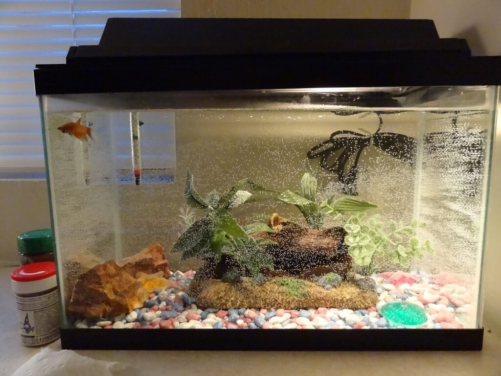 betta fish Tank Size