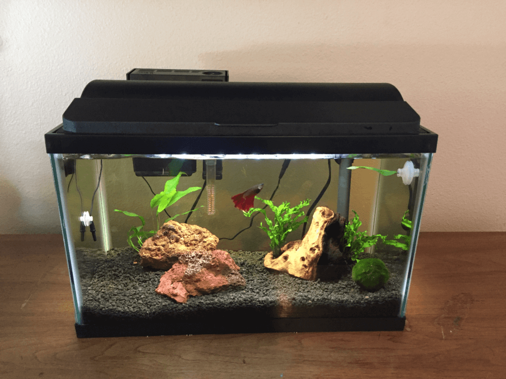 betta fish tank setup